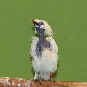 Bali Myna Molting