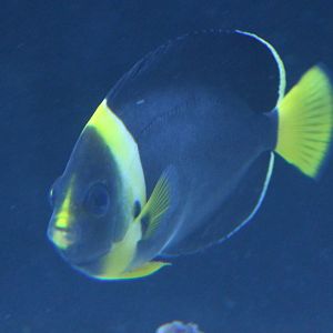 Blueface angelfish - Chaetodontoplus personifer
