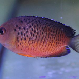 Rusty dwarf angelfish - Centropyge ferrugata