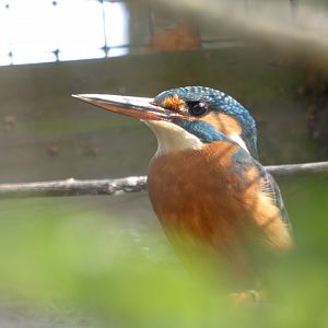 Common Kingfisher