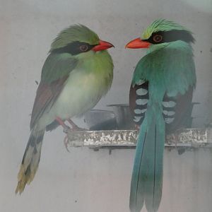 Common Green Magpie