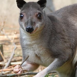 White-striped Dorcopsis