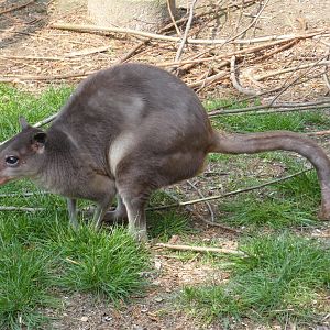 White-striped Dorcopsis