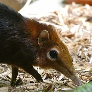 Black-and-Rufous Elephant Shrew