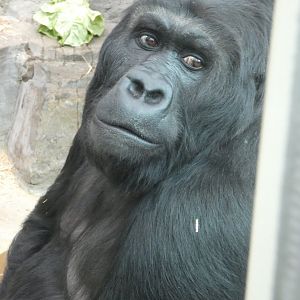 Eastern Lowland Gorilla