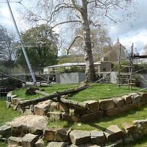 Outdoor Gorilla enclosure