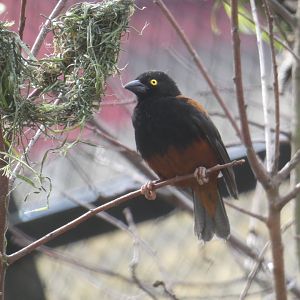 Vieillot's Black Weaver