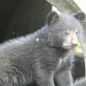 American Black Bear cub
