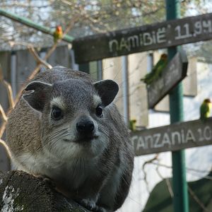 Yellow-spotted Rock Hyrax