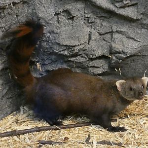 Eastern Ring-tailed Mongoose