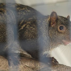Yucatan Squirrel