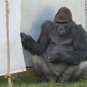 Western Lowland Gorilla