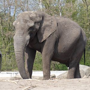 African Elephant bull