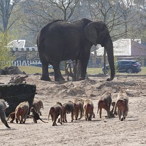 Hamadryas Baboon and African Elephant