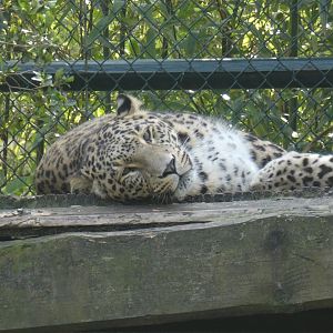 Persian Leopard