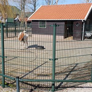 Scimitar-horned oryx enclosure