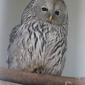 Ural owl
