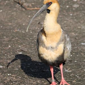 Black-faced ibis