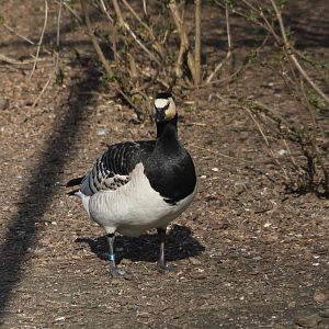 Barnacle goose