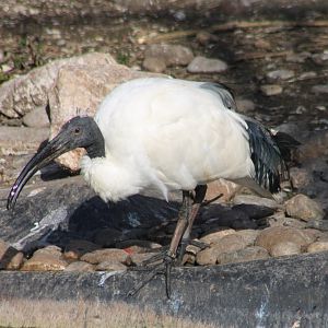 Sacred ibis