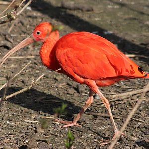 Scarlet ibis