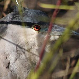 Black-crowned night heron