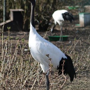 Red-crowned cranes