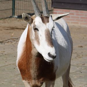 Scimitar-horned oryx