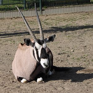 Gemsbok