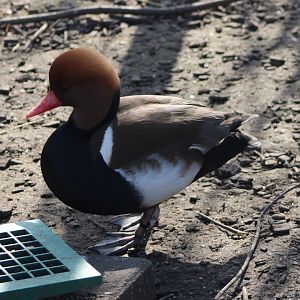 Red-crested pochard