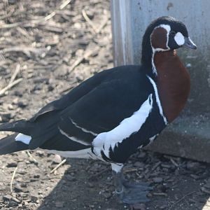 Red-breasted goose