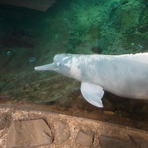 Amazon River Dolphin