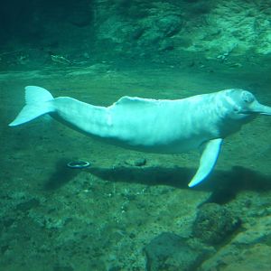 Amazon River Dolphin