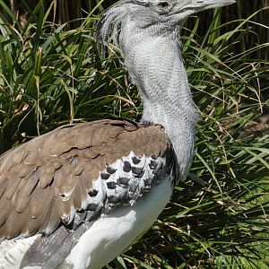 Kori Bustard