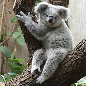 Queensland Koala