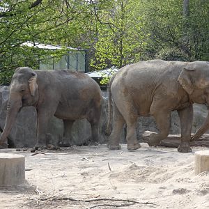 Krefeld's Elephants