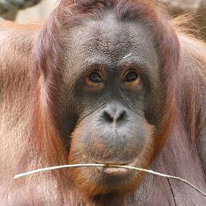 Bornean Orang-utan