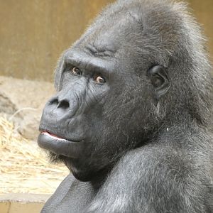Western Lowland Gorilla