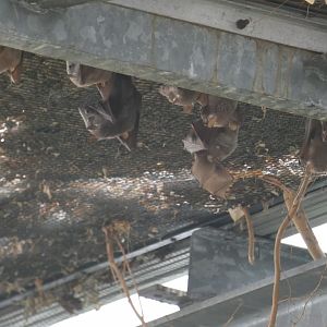 Gambian Epauletted Bats