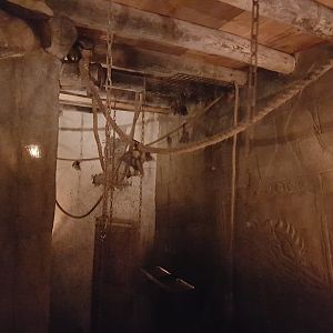 Egyptian fruit bat-enclosure