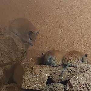 Egyptian spiny mice