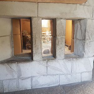 Egyptian spiny mouse enclosure