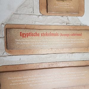 Sign Egyptian spiny mouse