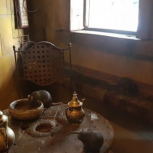 View into Black rat-enclosure