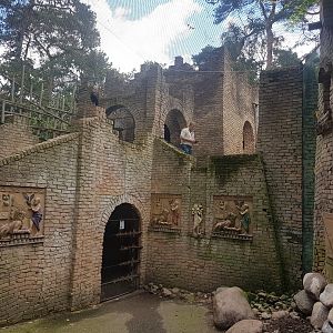 Northern bald ibis walk-through aviary