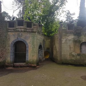 North bald ibis walk-through aviary