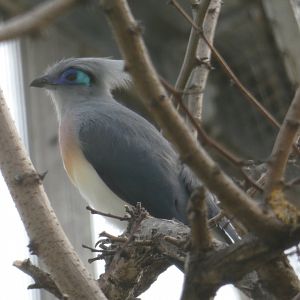 Crested Coua