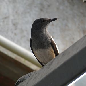 Oriental Magpie-Robin