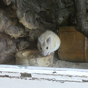 Crete Spiny Mouse