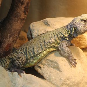 North African mastigure - Uromastyx acanthinura